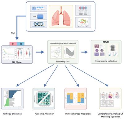 Identification and validation of tryptophan-related gene signatures to predict prognosis and immunotherapy response in lung adenocarcinoma reveals a critical role for PTTG1
